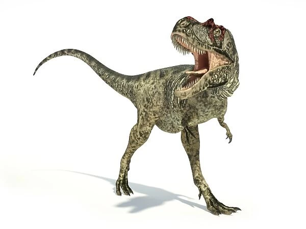 Albertosaurus dinosaur on white background