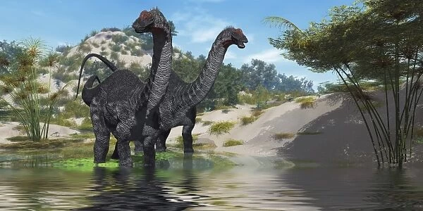 Two Apatosaurus dinosaur wade through a lush pond