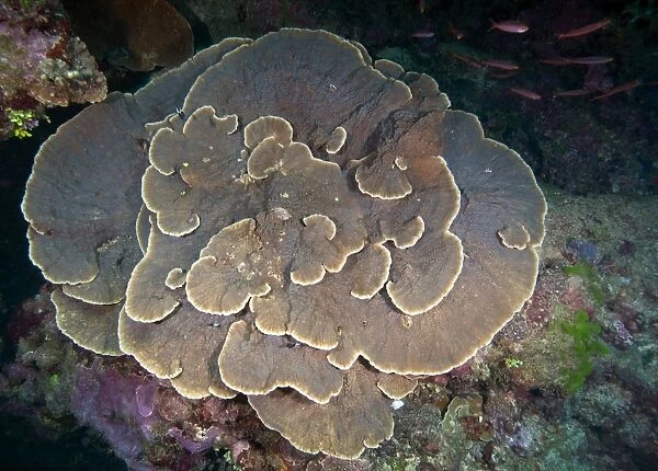 Cabbage Coral amongst other corals in the South Pacific Ocean, Fiji