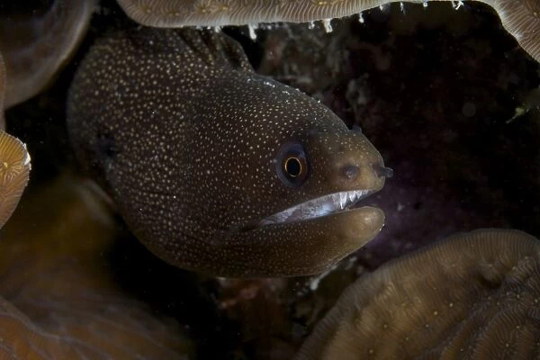Close-up view of a Goldentail Moray Eel