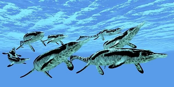 Cymbospondylus ichthyosaurs swim together in a pod searching for prey