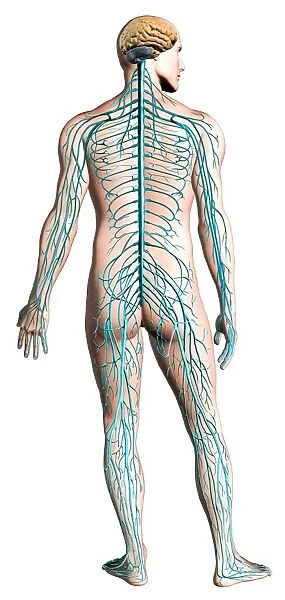Diagram of human nervous system, posterior view