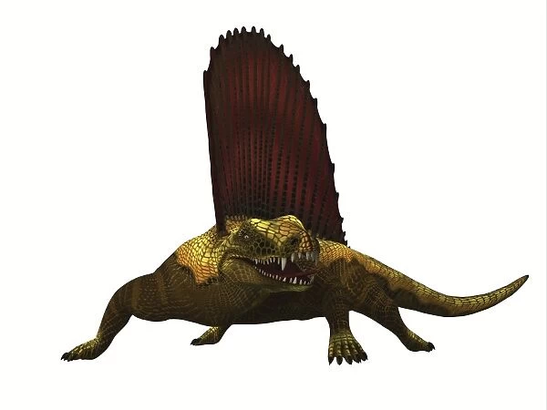 Dimetrodon reptile, front view