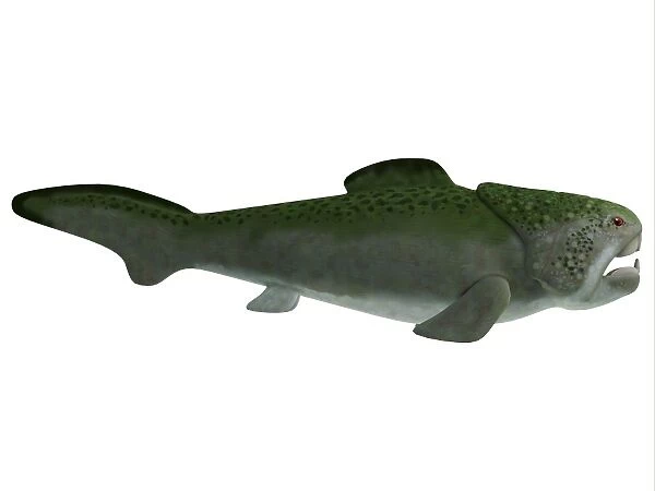 Dunkleosteus prehistoric fish from the Devonian period