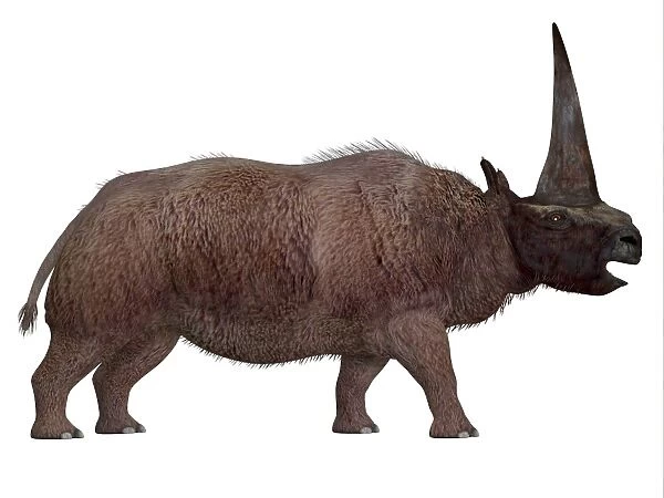 Elasmotherium profile view