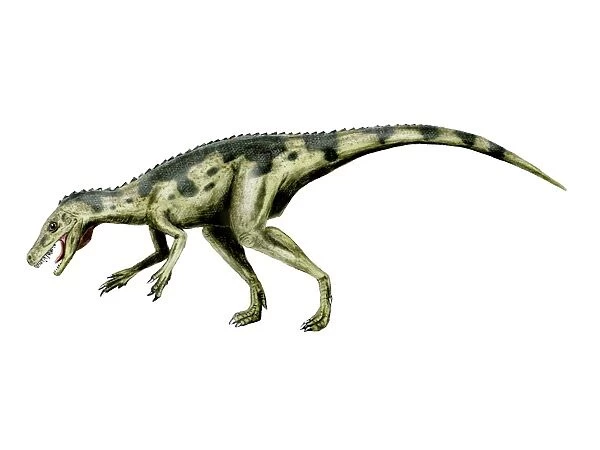 Herrerasaurus dinosaur