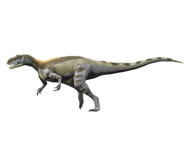 Magnosaurus nethercombensis, Middle Jurassic of England