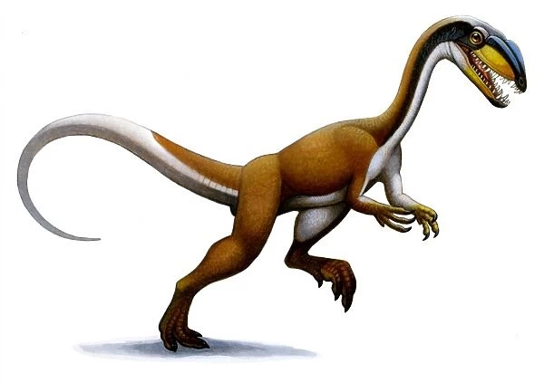Megapnosaurus, a small dinosaur from the early Jurassic