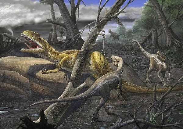 A Neovenator salerii is approached by Eotyrannus lengi dinosaurs