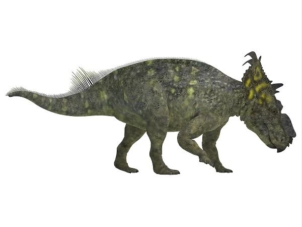 Pachyrhinosaurus dinosaur, side view