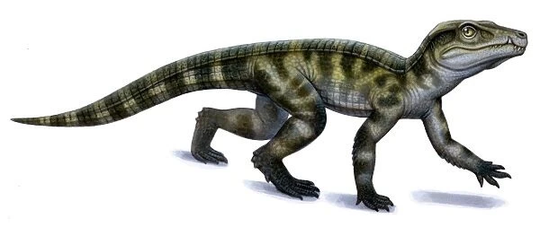 Protosuchus, an early Jurassic crocodylomorph
