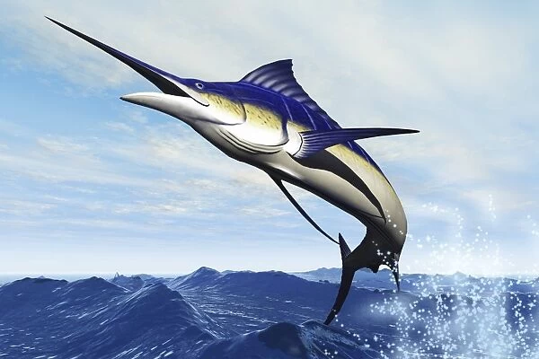 A sleek blue marlin bursts from the ocean surface in a grand leap