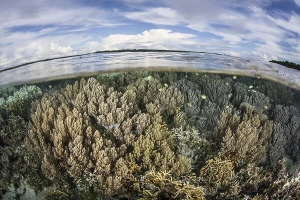 Soft corals thrive on a healthy reef in the Solomon Islands