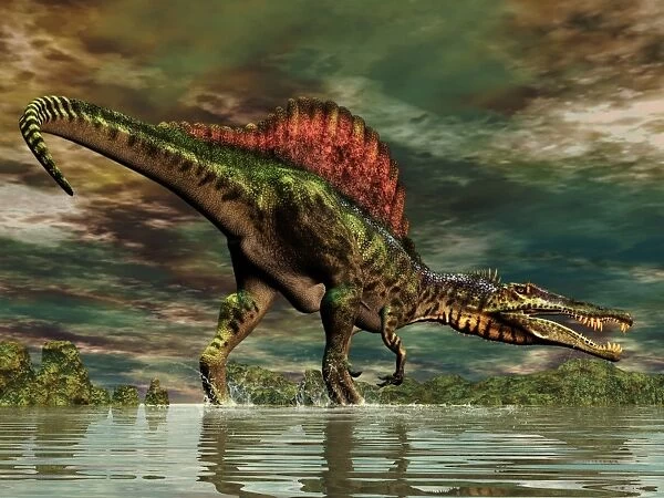 Spinosaurus was a large theropod dinosaur from the Cretaceous period