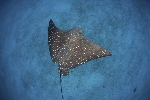 A spotted eagle ray swims over the seafloor near Cocos Island, Costa Rica