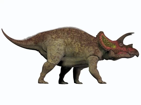 Triceratops, a herbivorous dinosaur from the Cretaceous Period