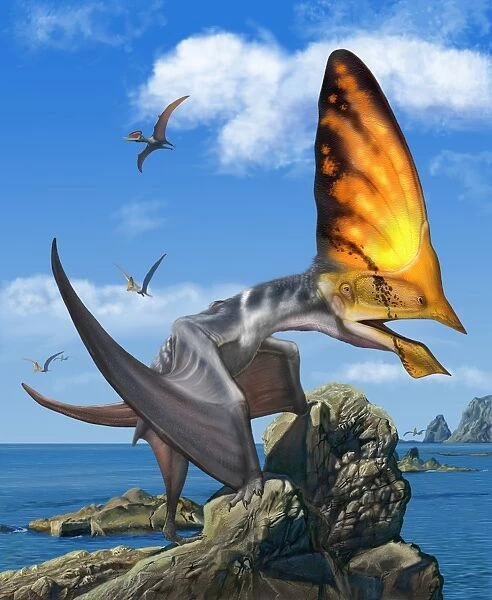 Tupandactylus perched on a rock during the Early Cretaceous Period