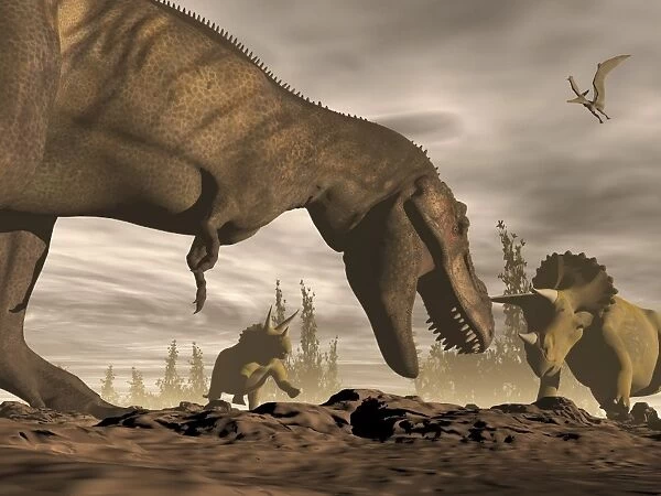 Tyrannosaurus Rex roaring at two Triceratops on rocky terrain