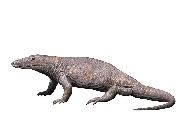 Varanosaurus is an extinct synapsid from the Early Permian of Texas