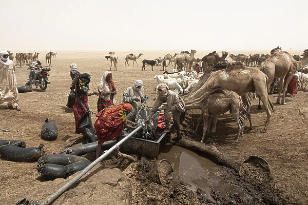so much activity around the well at Borkou desert, Tchad
