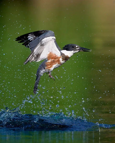 Belted Kingfisher with catch