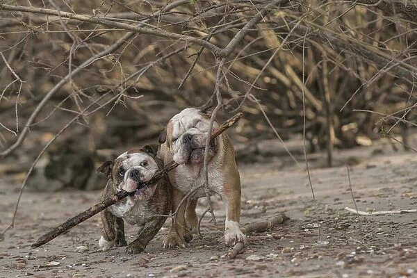 Branch manager + assistant branch manager