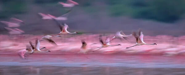 Flamingos in Dawn