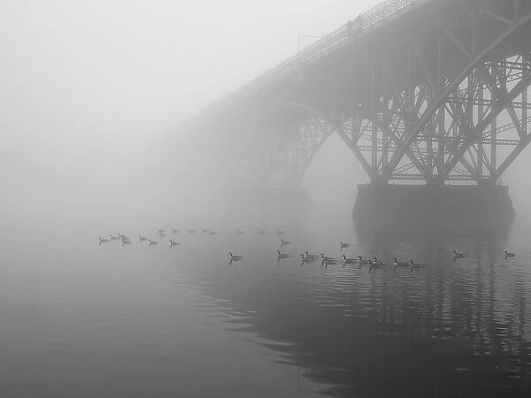geese at strawberry mansion bridge