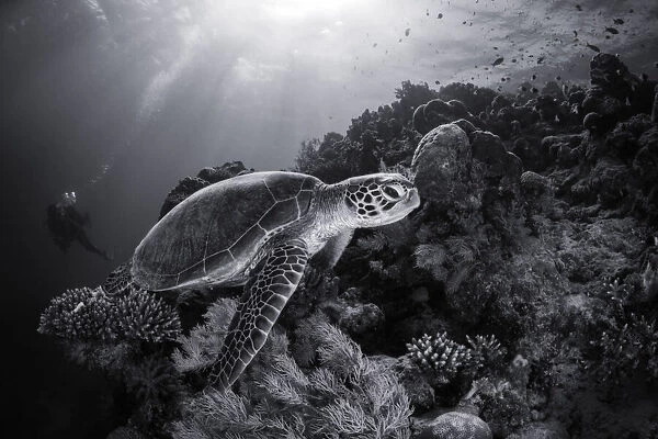 Green turtle in black and white