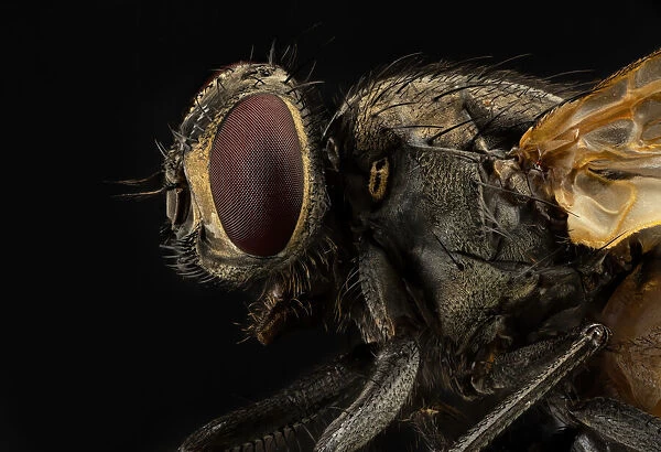 Musca domestica (housefly)