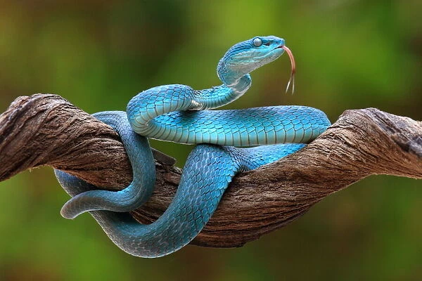 turquoise blue viper