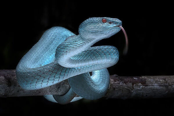 Venomus Blue Viper Snake
