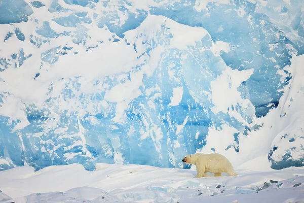 Polar bear (Ursus maritimus) in front of glacier, Spitsbergen, Svalbard, Norway