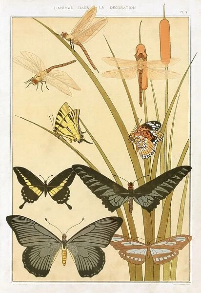 Butterflies, pub. 1897. Creator: Maurice Pillard Verneuil (1869?1942)