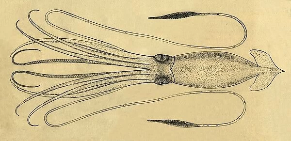 A Diagram of the Giant Squid, 1881. Creator: Unknown