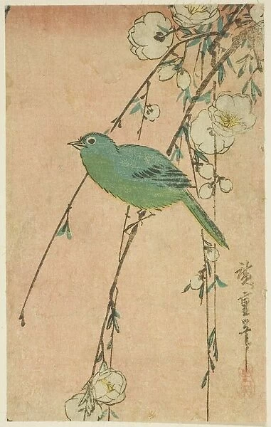 Japanese white-eye and weeping cherry, c. 1830s. Creator: Ando Hiroshige