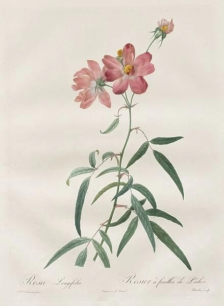 Les Roses: Rosa Longifolia, 1817-1824. Creator: Henry Joseph Redoute (French, 1766-1853)