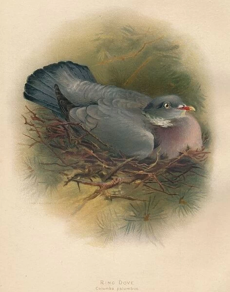 Ring Dove (Columbs palumbus), 1900, (1900). Artist: Charles Whymper