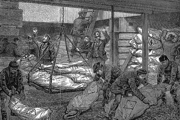 Unloading frozen meat from Australia, South West India Dock, Millwall, London, 1881