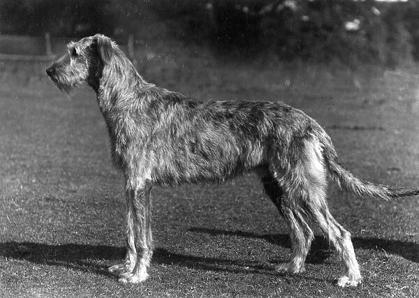 Fall  /  Wolfhound  /  1934