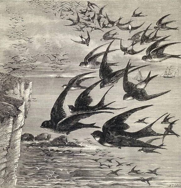 Annual Migration Of Swallows. From The Book Our Own Magazine Published 1885