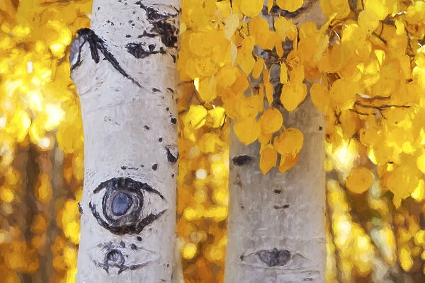 Aspen Trees With Golden Yellow Leaves Lit With Bright, Angled Sunlight And White Trunks Marked With Aspen Eyes; California, United States Of America