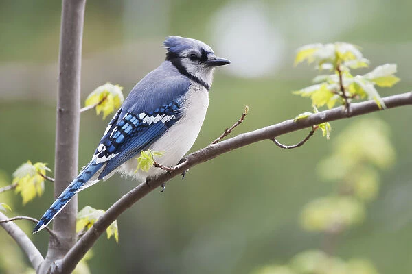 Blue Jay (Cyanocitta Cristata) Perched On Budding Maple Tree In Springtime; Ontario Canada