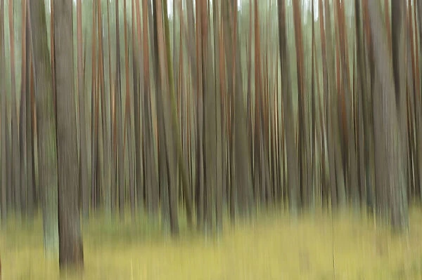 Blurred landscape of Scots pine (Pinus sylvestris) tree trunks in autumn, Bavaria, Germany