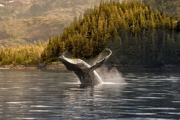 Breaching Humpback Whale In Prince William Sound, Southcentral Alaska, Summer