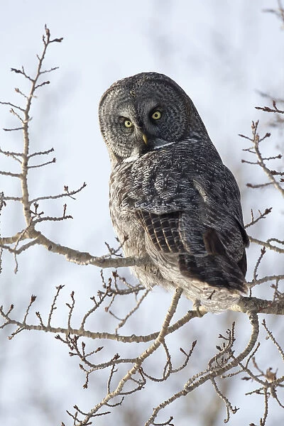 Close Up Of A Great Gray Owl Perched In A Tree, Anchorage, Southcentral Alaska, Winter