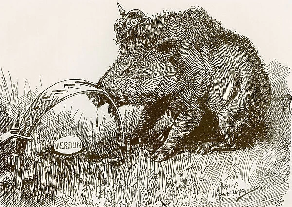 English Propaganda Picture Showing A Boar Representing The German Army, With His Nose Caught In A Trap. Battle Of Verdun. From The Year 1916 Illustrated