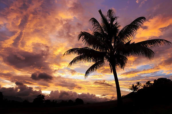 Fiji, Viti Levu Island, Sunrise and coconut palm tree