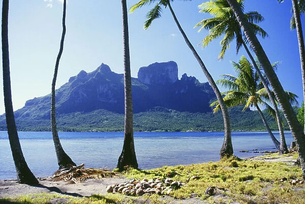 French Polynesia, Tahiti, Bora Bora Coast With Palm Trees