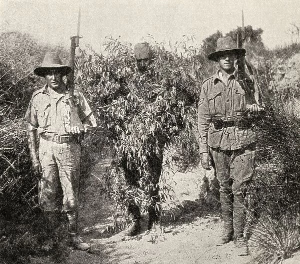 Gallipoli Campaign. A Turkish Sniper, Disguised As A Bush, In Custody After Being Captured By Anzac Troops. From The Great World War A History Volume Iii, Published 1916